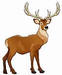 deer ingilis dili imtahan